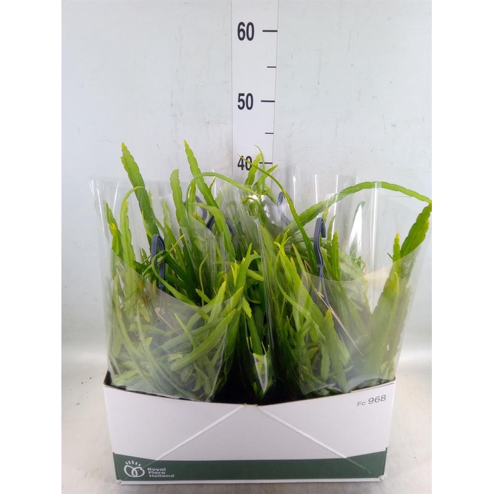 <h4>Rhipsalis   ...</h4>