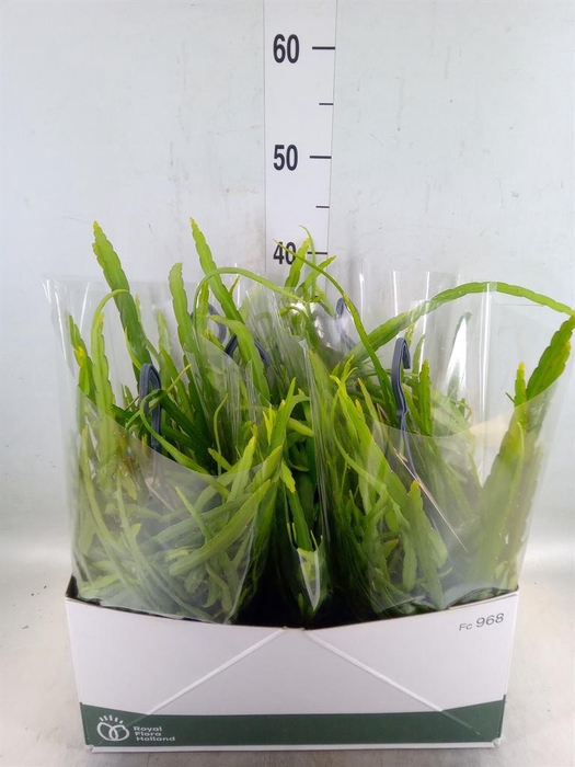 <h4>Rhipsalis   ...</h4>