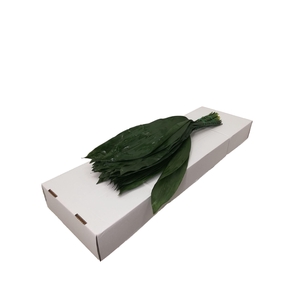 Aspidistra elat.   .../bos