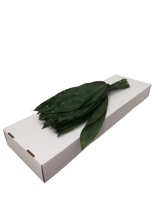 <h4>Aspidistra elat. .../bos</h4>