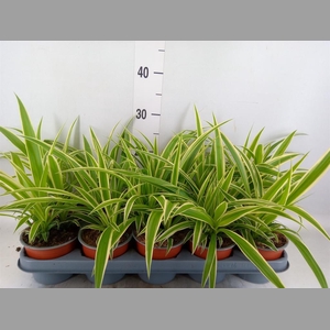 Chlorophytum com.