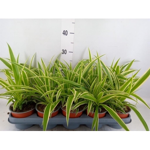 Chlorophytum com.