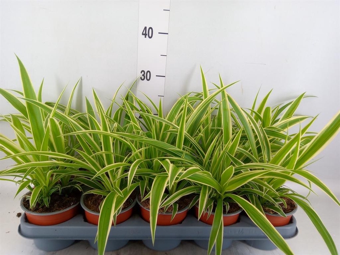 <h4>Chlorophytum com.</h4>