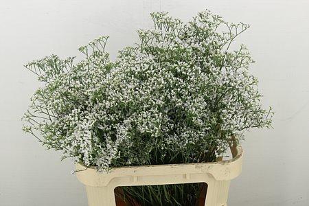 <h4>LIM WHITE NETO</h4>