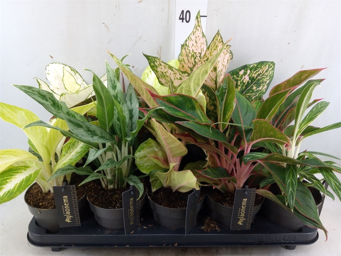<h4>Aglaonema   ...</h4>