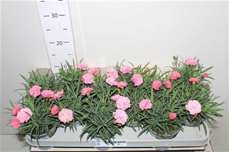 <h4>Dian I Love U</h4>