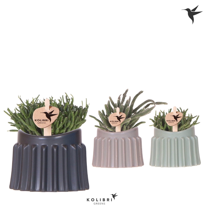 <h4>Kolibri Greens Rhipsalis mix in Raw pot mix</h4>