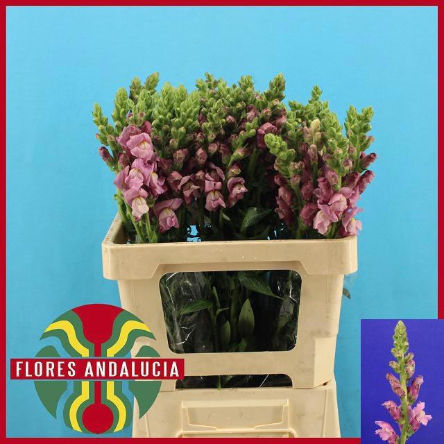 <h4>ANTIR POTO LAVEND</h4>