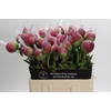 Paeonia Command Performance