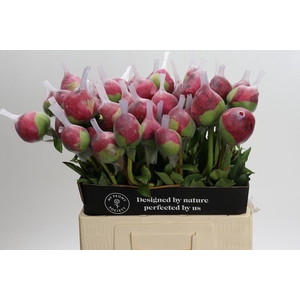 Paeonia Command Performance