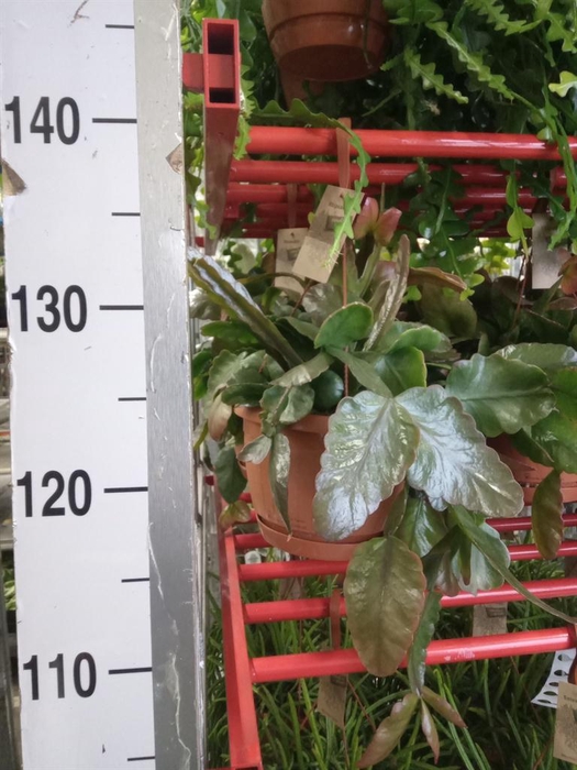 <h4>Rhipsalis   ...</h4>