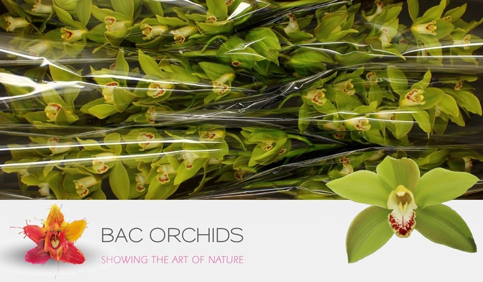 <h4>CYMB T GREEN GIANT</h4>