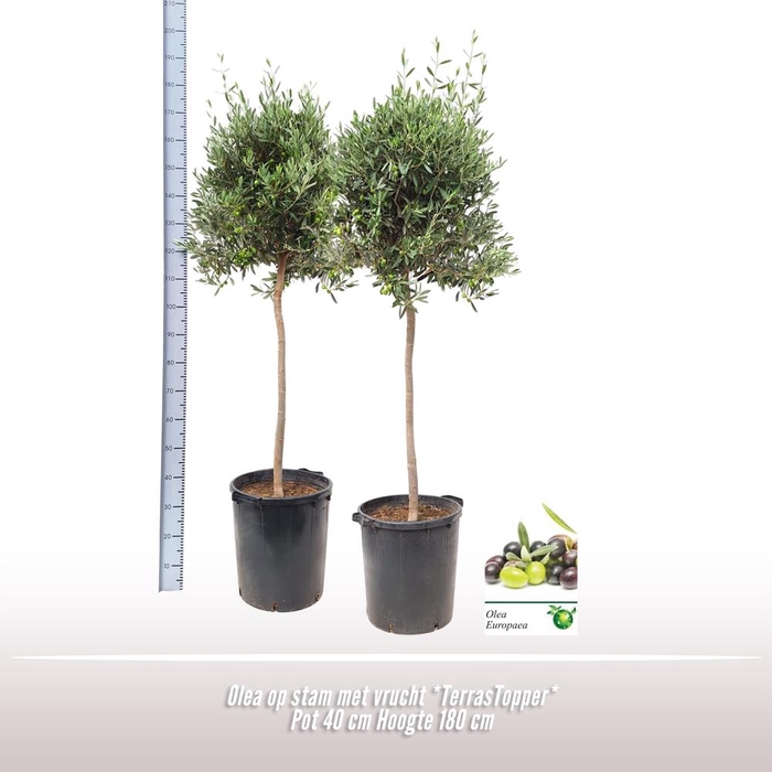 <h4>Olea europaea</h4>