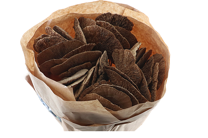 <h4>Zwam Natural On Stick</h4>