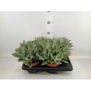 Kalanchoe NF tomentosa