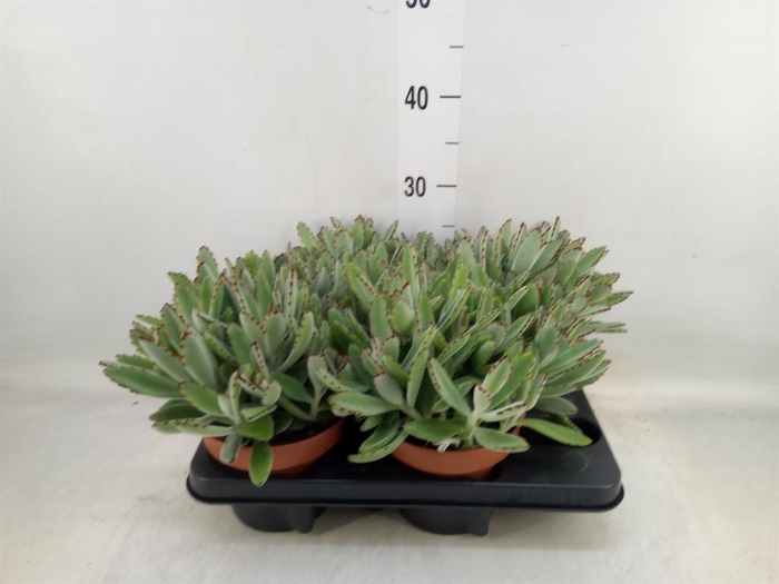 <h4>Kalanchoe NF tomentosa</h4>