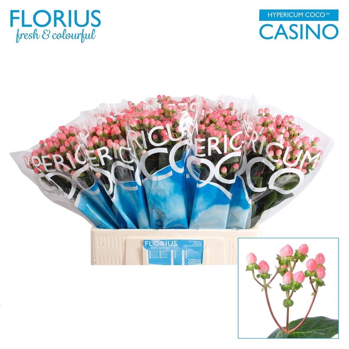 <h4>Hyp Coco Casino Pink</h4>