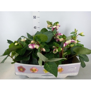 Helleborus  'Fkiss Glendas Gloss'