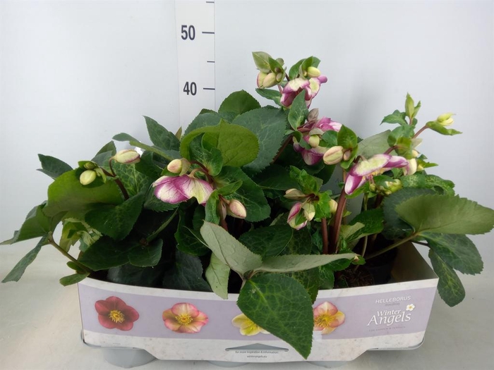 <h4>Helleborus 'Fkiss Glendas Gloss'</h4>