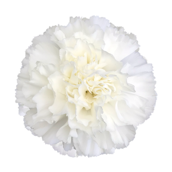 <h4>DI ST MOONLIGHT</h4>