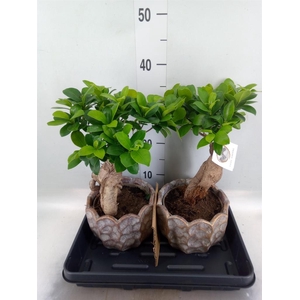 Ficus microcarpa 'Ginseng'