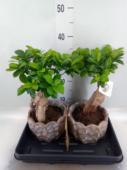 <h4>Ficus microcarpa 'Ginseng'</h4>