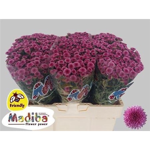 Chr S Madiba Tyolo Pink