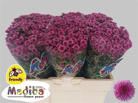 <h4>Chr S Madiba Tyolo Pink</h4>