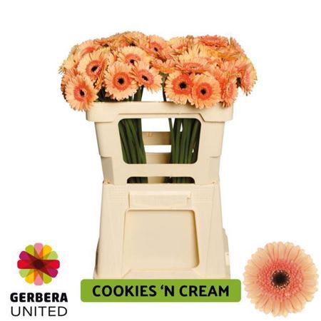 Ge Mi Cookie N Cream