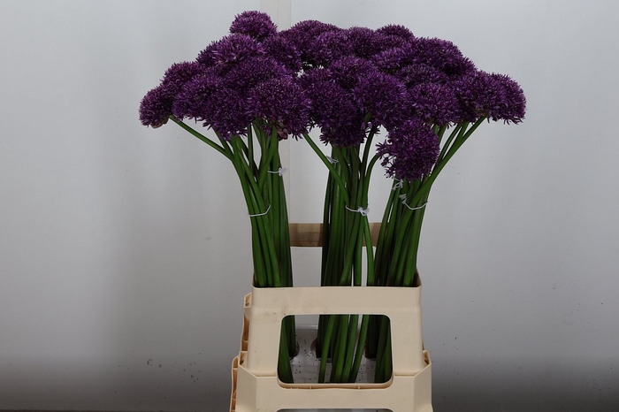 <h4>Allium Chicago</h4>