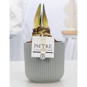 Hippeastrum white in P&PURE Sophie ceramics green