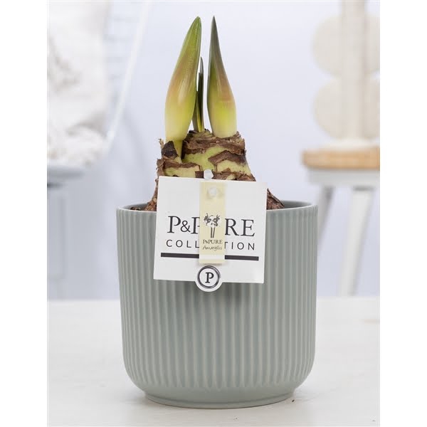 <h4>Hippeastrum white in P&PURE Sophie ceramics green</h4>