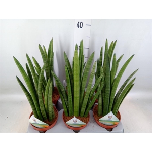 Sansevieria cyl.  ...