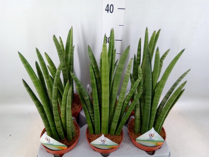 <h4>Sansevieria cyl. ...</h4>