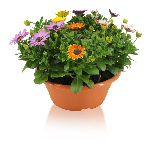 <h4>Osteospermum Margarita in Schaal Carnaval</h4>