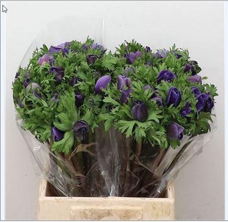 <h4>ANEM MISTRAL BLUE</h4>