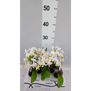 Phalaenopsis   ...mini
