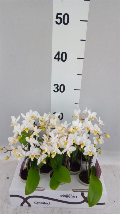 <h4>Phalaenopsis   ...mini</h4>