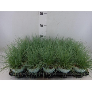 Festuca glauca 'Compacta Blue'