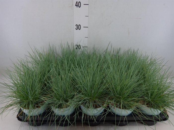 <h4>Festuca glauca 'Compacta Blue'</h4>