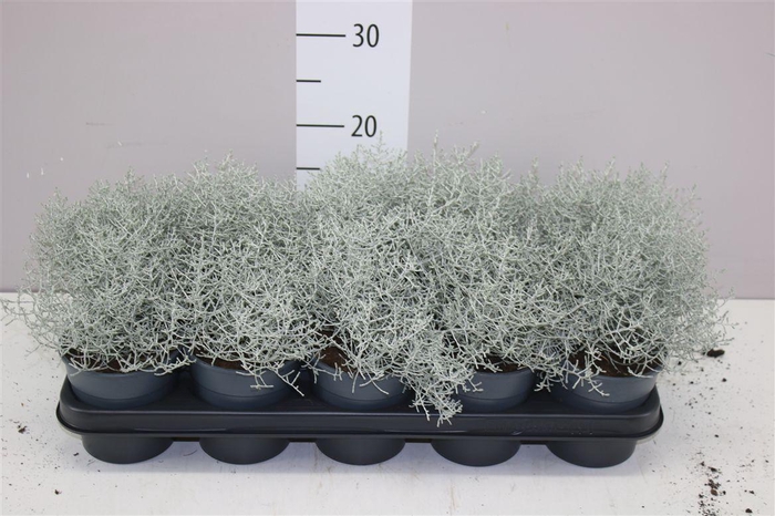 <h4>Calocephalus</h4>