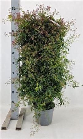 <h4>Jasm Polyanthum Wit</h4>