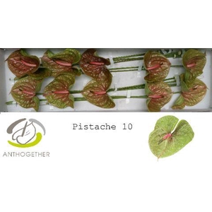 Anthurium Pistache