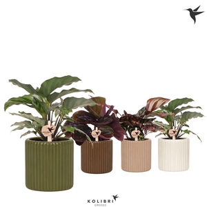 Kolibri Greens Calathea mix in Ritual pot mix