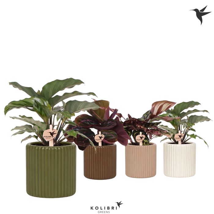 <h4>Kolibri Greens Calathea mix in Ritual pot mix</h4>