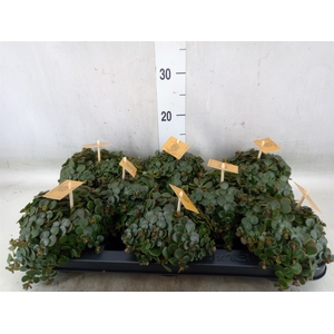 Sedum makinoi 'Tornado'
