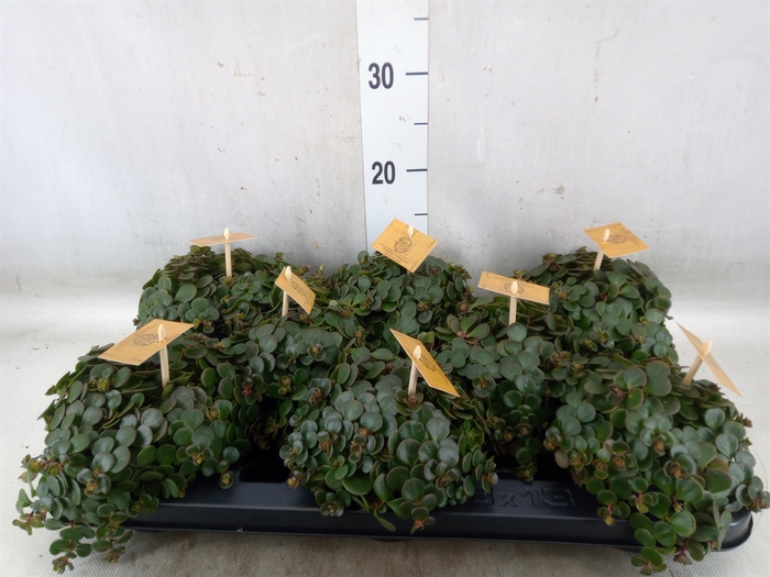 <h4>Sedum makinoi 'Tornado'</h4>