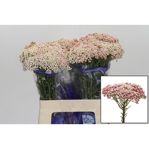 OZOTH COOKS TALL PIN