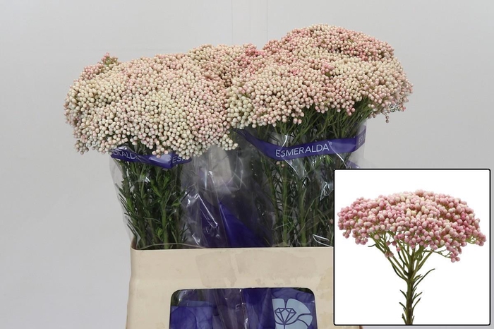 <h4>OZOTH COOKS TALL PIN</h4>