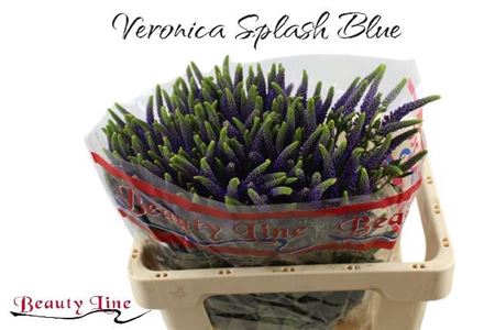 Veron L Skyler Blue